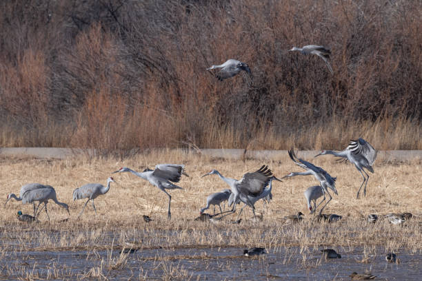 istock Sandhill cranes flying and landing at winter home marsh 1359598856