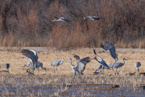 istock Sandhill cranes flying and landing at winter home marsh 1359598916