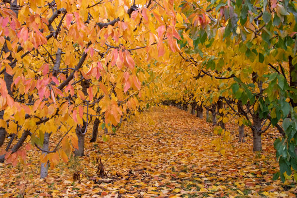 istock autumn leaves in the orchard 1359599559