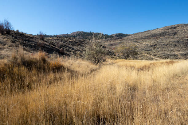 istock grasslands in the mounntains 1359599570