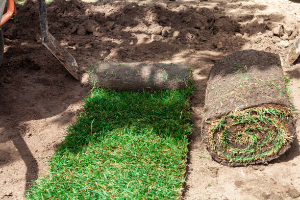 istock unrolled roll of lawn on the ground 1359601836