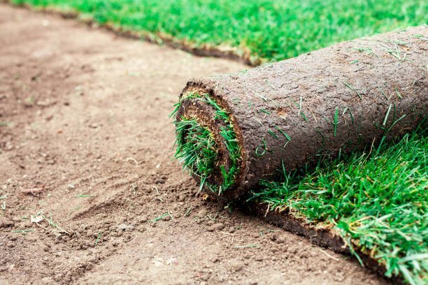 istock Soil coating with rolls of a lawn 1359601846