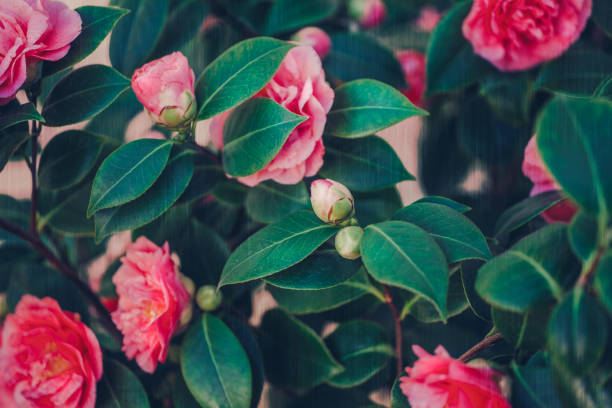 Creative textured floral background. Pink Camellia flowers ( Japonica Camelia) on a lush green bush in the garden