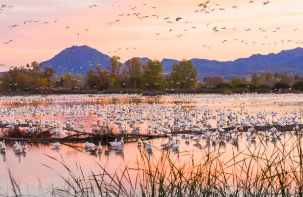 istock Snow Geese and Watefowl, Sutter Buttes in background 1359602433