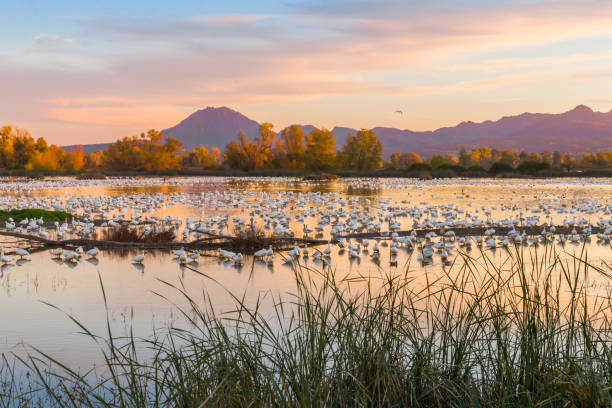 Snow Geese and Watefowl, Sutter Buttes in background