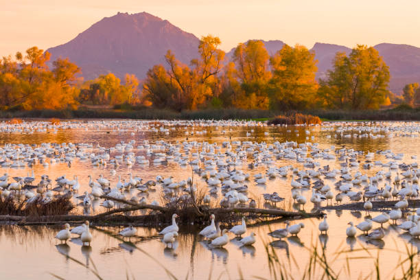istock Snow Geese and Watefowl, Sutter Buttes in background 1359602443