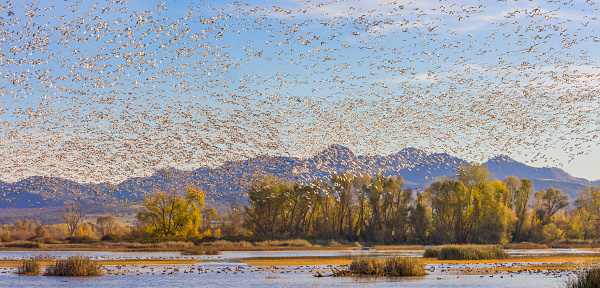 Gray Lodge Wildlife Area, CA, United States