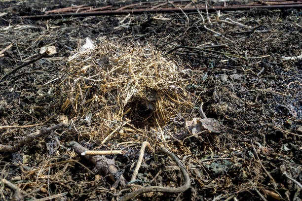 winter nest of a mouse in a garden in spring, after the snow has melted, selective focus a mouse nest of dry grass in the middle of an agricultural field, selective focus soft nest stock pictures, royalty-free photos & images