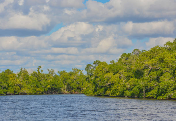 istock Barron River Mangroves in Everglades City, Collier County, Florida 1359609028