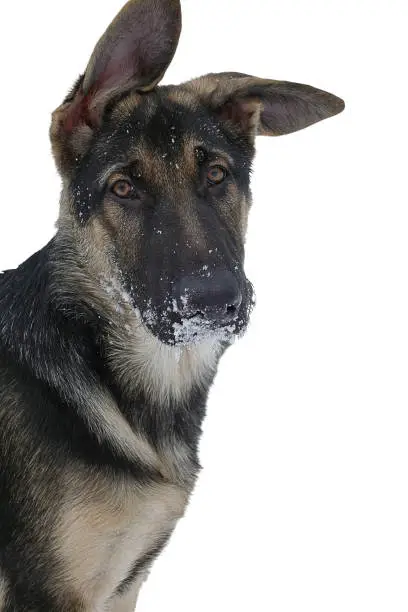 Young black and tan dog with snow covered nose, pet photo cut out on white background.