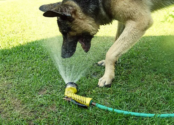 Large breed black and tan dog playing with garden hose outdoors in backyard on hot summer day.
