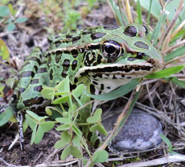 istock Green Northern Leopard Frog Camouflaged In Grass Nature Background 1359614559