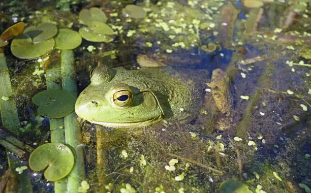 Photo of American Bullfrog Swimming In Swamp On Green Blurred Background