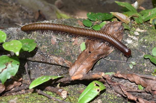 istock Large millipede crawling on a rock in the jungle 1359619328