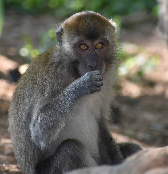 istock Cute macaque monkey eating in the jungle 1359619348