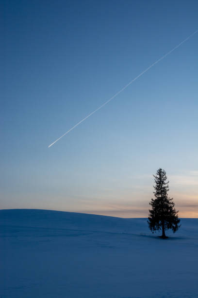 pine trees standing in the snow field and contrail in the dusk sky - pine sunset night sunlight imagens e fotografias de stock