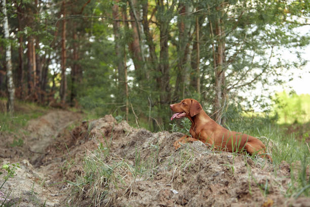 istock The dog for a walk 1359625250