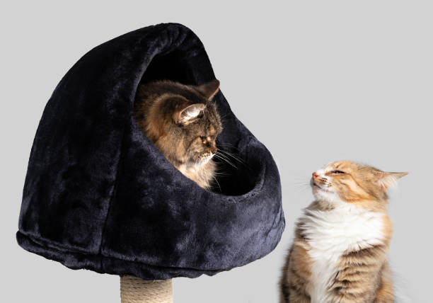 две кошки смотрят друг на друга конфронтационно. - cat fight стоковые фото и изображения