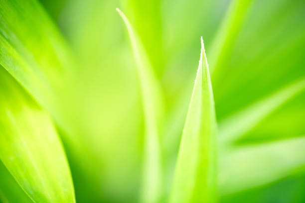 istock Abstract blurred of green leaf nature using as background natural plants, ecology wallpaper cover page concept. 1359627734