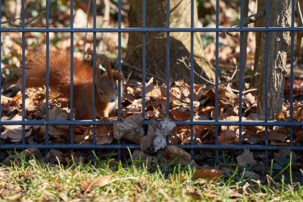 istock One squirrel ( Sciurus ) climbs through long mesh fence. Green grass. 1359627782