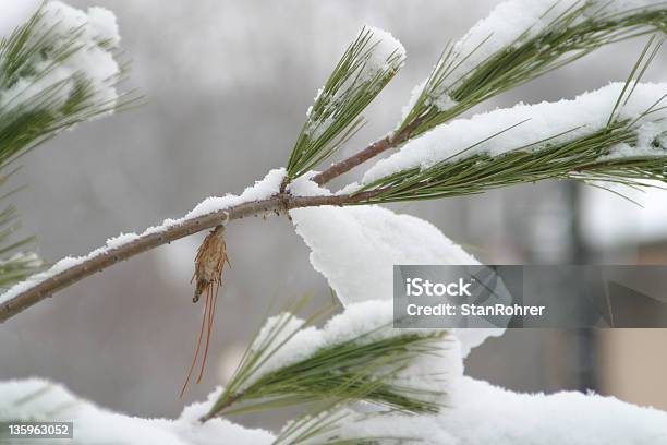 Crisálida En Pine Tree Branch Con Nieve Foto de stock y más banco de imágenes de Aire libre - Aire libre, Bolsa - Objeto fabricado, Copo de nieve