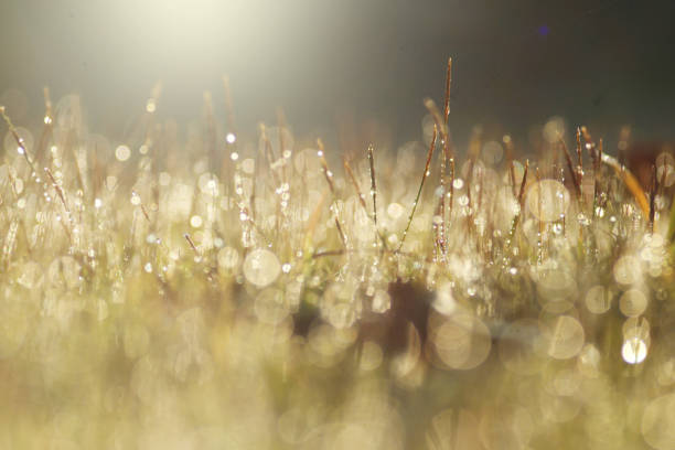 Dew droplets with bubble bokeh in the morning for nature background.