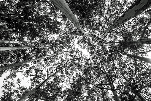 Looking up towards the sky into the Canopy of a grove of tall Eucaluptus trees, which has been planted in Magoebaskloof South Africa, in black and white. This Groove, which is older than 100 years, consist of Sydney Bluegums, Eucalyptus Saligna.
