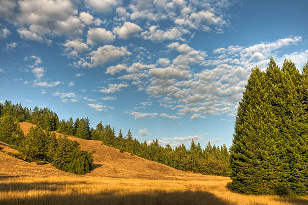 California Meadow - foto de acervo