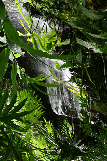 istock Rain Forest Water Falls 1 - Krohn Conservatory, Cincinnati, Ohio 135963703