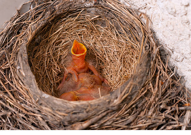 испуганный ребенок robin птенец crys для ее матери - dependency animal nest robin bird стоковые фото и изображения