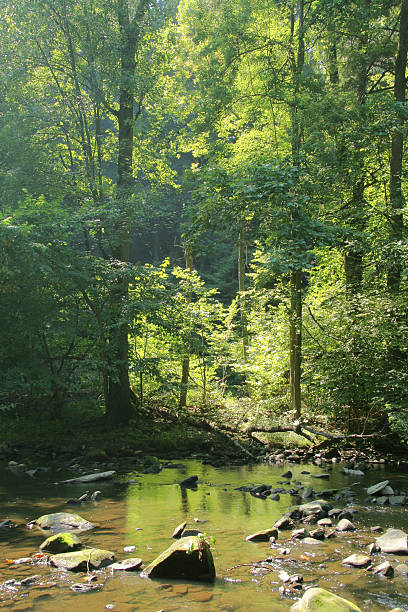 istock Hazy Summer Creek Scene - Youngstown, Ohio 135963808