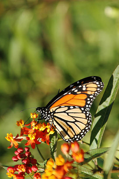 istock Monarch Butterfly on Flower, Dayton, Ohio 135963834