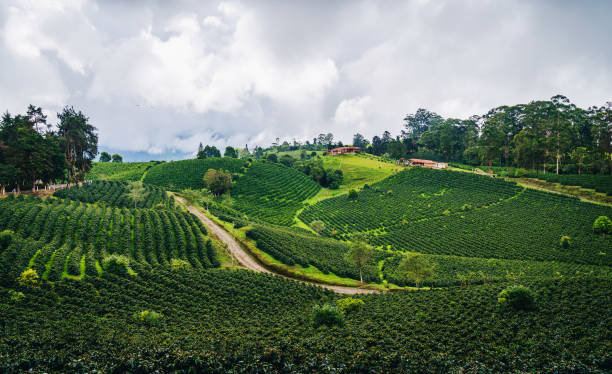 Large valleys with coffee plantations stock photo