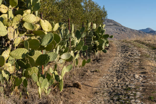 istock prickly pear on the side of a road 1359638463