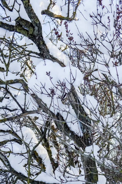 istock Close up of tree branches covered with layer of white fresh snow. Background or backdrop, full frame. Tallinn, Estonia. December 2021 1359639285