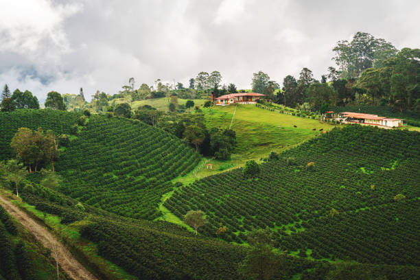 istock Large valleys with coffee plantations 1359640003