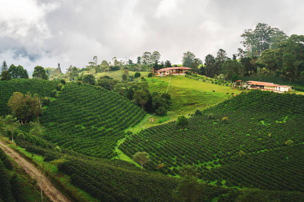 Large valleys with coffee plantations stock photo