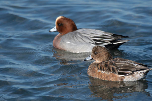 istock Pair of wigeons swimming together 1359641011
