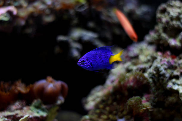 istock Yellowtail Blue Damselfish - Chrysiptera parasema 1359642050