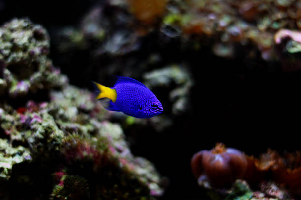 istock Yellowtail Blue Damselfish - Chrysiptera parasema 1359642051