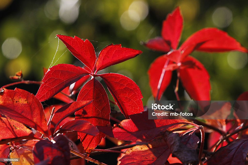 Wild red colored wine against the light Autumn Stock Photo