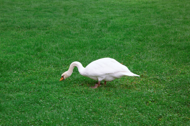 istock beautiful swan on the grass 1359642462