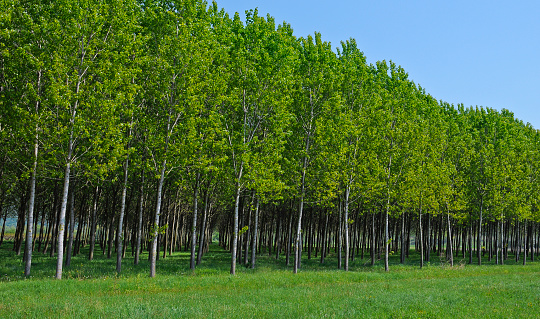 Poplar Plantation, Renewable resource, trees grown for the extraction of wood, paper and energy.