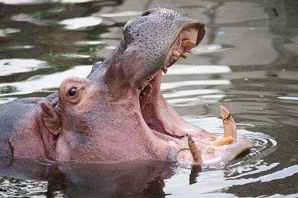 aprire il grande bocca hippo - animal hippopotamus africa yawning foto e immagini stock