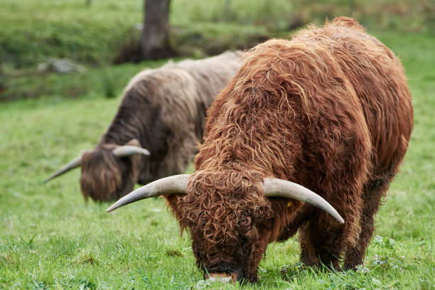 istock Highland beef cattle grazing in field on farm (Bos taurus taurus) 1359645157