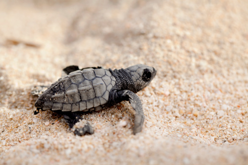 Close-up of baby olive ridley sea turtle (Lepidochelys olivacea), also known as the Pacific ridley, on beach sand. Selective focus on baby turtle.