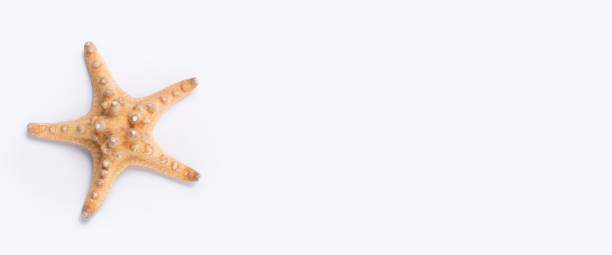 istock Large starfish on a white background. Top view, flat lay. Banner 1359646789