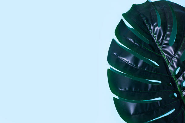 istock green leaf of monstera on a blue background. Top view, flat lay 1359647287