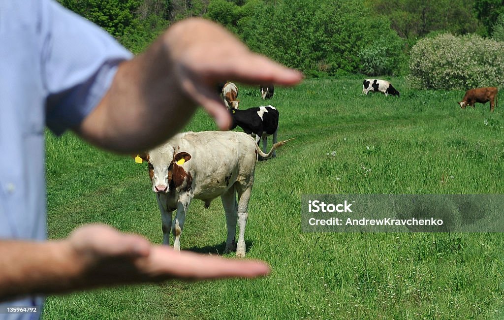 Beautiful cows A human hands and the herd of cows Cattle Stock Photo
