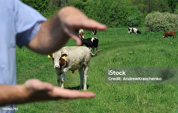 Beautiful Cows Stock Photo - Download Image Now - Cattle, England, Farmer